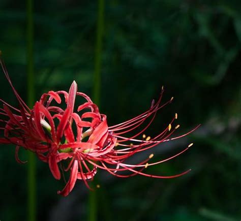 黑色曼陀羅彼岸花|黑色曼陀羅(茄科植物):形態特徵,生長環境,主要價值,寓。